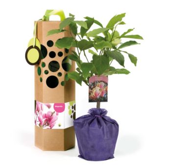 Arbre-Cadeau